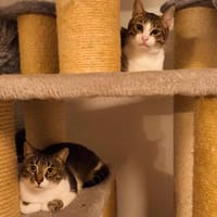 Die Brüder Tito und Toto Fiv+, unser DreamTeam, Kater zur Adoption