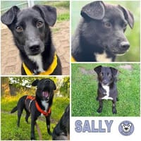 SALLY * kleiner freundlicher Wirbelwind, Hündin zur Adoption