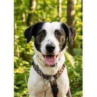 Elli - wartet in 97082 Würzburg, Hündin zur Adoption