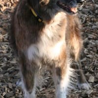 STELLA  fitte Best Agerin!, Hündin zur Adoption