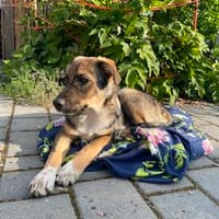 Freundlicher, verspielter Welpe Justus, Hund zur Adoption