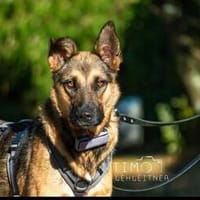 Mora 1-2 j. 53 cm Schäferhund o. Mix, Hündin zur Adoption