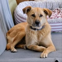 Thaia 55 cm 7 Jahre, Hündin zur Adoption
