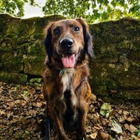 Etho 😍ilieber kleine Kerl zu Zuhause in ländl.Umgebung, Hund zur Adoption
