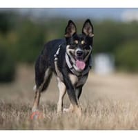 Mara - wartet in 99427 Weimar, Hündin zur Adoption