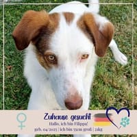 Filippa - will geliebt werden und immer bei euch bleiben, Hündin zur Adoption