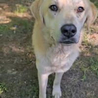 Scooby - voller Lebensfreude, Hund zur Adoption