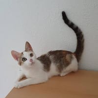 Liebes, dreifarbiges Kitten sucht Gesellschaft, Katze zur Adoption