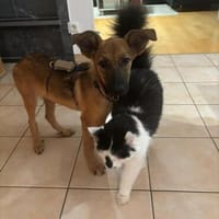 Welpenmädchen Aska sucht Familie, Hündin zur Adoption