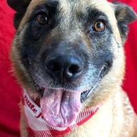 süßer Teddybär sucht Familie zum glücklich sein, Hund zur Adoption
