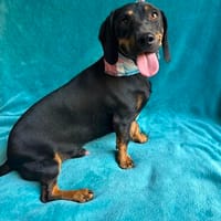 aufgeschlossen und freundlich, du auch? Dann melde dich gern, Hund zur Adoption