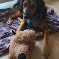 Roma 🧡 süße Hündin auf PS in Bayern su.ländliches Zuhause, Hündin zur Adoption