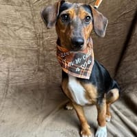aufgeweckter freundlicher Jungrüde sucht aktive Familie, Hund zur Adoption