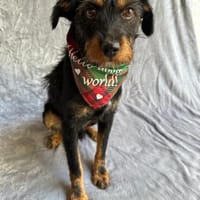 sehr süßer lieber Mischling sucht seine Herzensmenschen, Hund zur Adoption