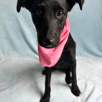 schwarze, aktive, wasserbegeisterte Welpin sucht Lebensplatz, Hündin zur Adoption