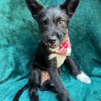 süßer Welpe hofft auf ein schönes Leben, Hund zur Adoption