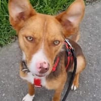 Senilla, Hündin zur Adoption