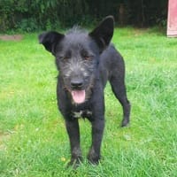 Dan Weißbart, Hund zur Adoption