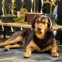 Kiba - toller Freund voller Tatendrang, Hund zur Adoption