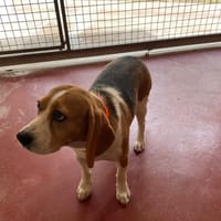 TOUPIE PAA24383, chienne à adopter