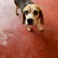 PILOU PAA24381, chien à adopter