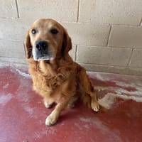 TIAG PAA24382, chien à adopter