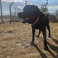 Hugo, chien à adopter