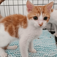 mercure, chat à adopter