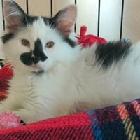 TWERK QCT, chat à adopter