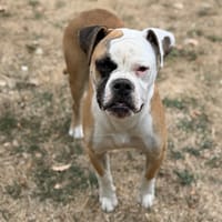 Snow CAA15875, chien à adopter