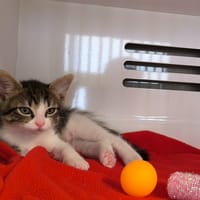 BANZAI, chat à adopter