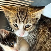 PEPITO, chat à adopter