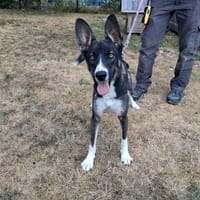 Basil, chien à adopter