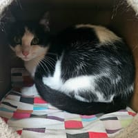 IRING, chat à adopter