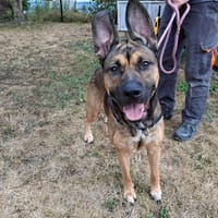 Billy, chien à adopter