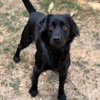 Sam CAA15877, chien à adopter