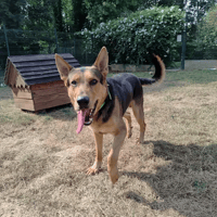 VIC, chien à adopter