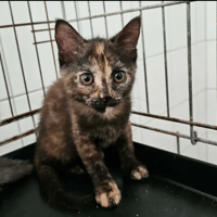 comète, chatte à adopter