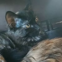 MC NUGGETS QCT, chatte à adopter