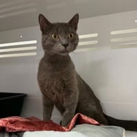 MIKO, chat à adopter