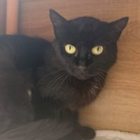 Mary CAB5852, chatte à adopter