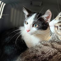 OREO, chatte à adopter