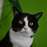 NOUCHAMI, chat à adopter