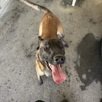BAMBOU, chienne à adopter