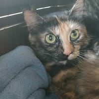 ROYAL DELUXE QCT, chatte à adopter