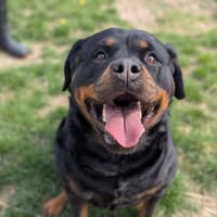 SARCY, chienne à adopter