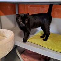 binx, chat à adopter