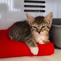 BRIDGET, chatte à adopter