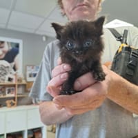 BALTHAZAR, chat à adopter