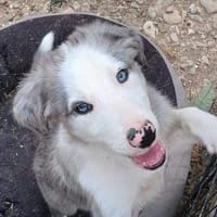 Bronx (RÉSERVÉ), chien à adopter